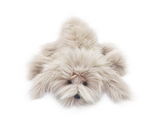 Load image into Gallery viewer, Schannel Lux Shih Tzu Dog Plush Toy

